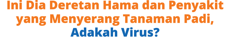 Ini Dia Deretan Hama dan Penyakit yang Menyerang Tanaman Padi, Adakah Virus?