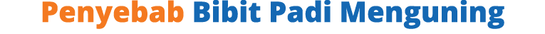 Penyebab Bibit Padi Menguning 