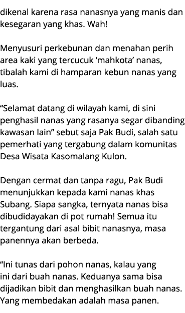 dikenal karena rasa nanasnya yang manis dan kesegaran yang khas. Wah! Menyusuri perkebunan dan menahan perih area kak...