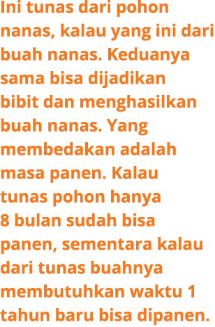Ini tunas dari pohon nanas, kalau yang ini dari buah nanas. Keduanya sama bisa dijadikan bibit dan menghasilkan buah ...