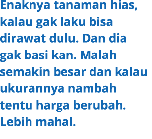 Enaknya tanaman hias, kalau gak laku bisa dirawat dulu. Dan dia gak basi kan. Malah semakin besar dan kalau ukurannya...