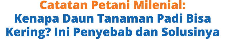 Catatan Petani Milenial: Kenapa Daun Tanaman Padi Bisa Kering? Ini Penyebab dan Solusinya
