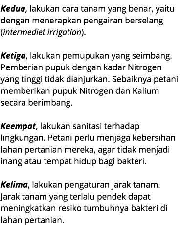 Kedua, lakukan cara tanam yang benar, yaitu dengan menerapkan pengairan berselang (intermediet irrigation). Ketiga, l...